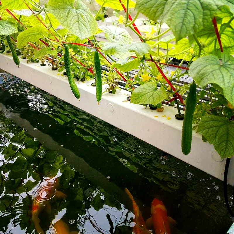 徐州市空中草莓鱼菜共生 - 一站式服务